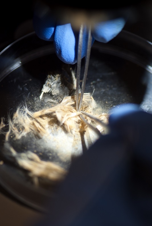 life-asbestos-sample-image-block.jpg Asbestos analysis