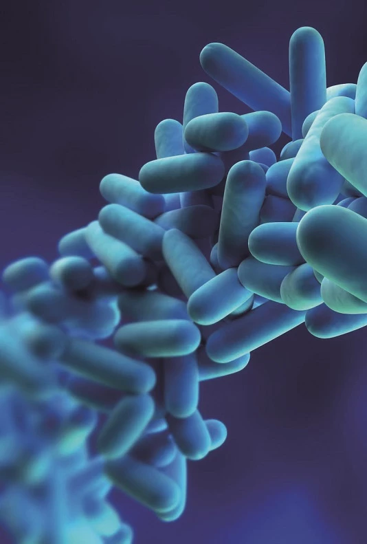 legionella.jpg legionella
